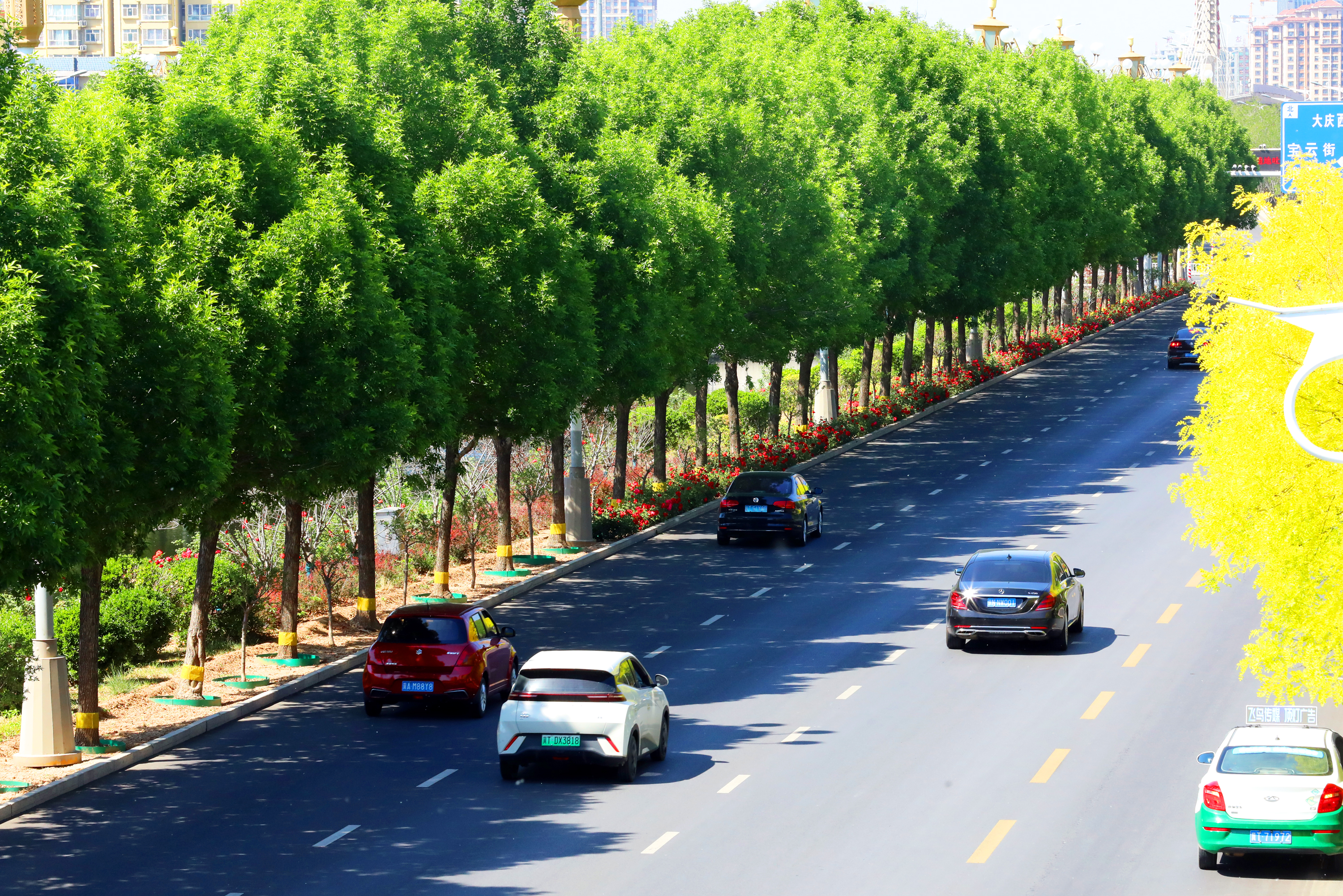 映入眼帘的是道路两旁开得如火如荼的树状月季