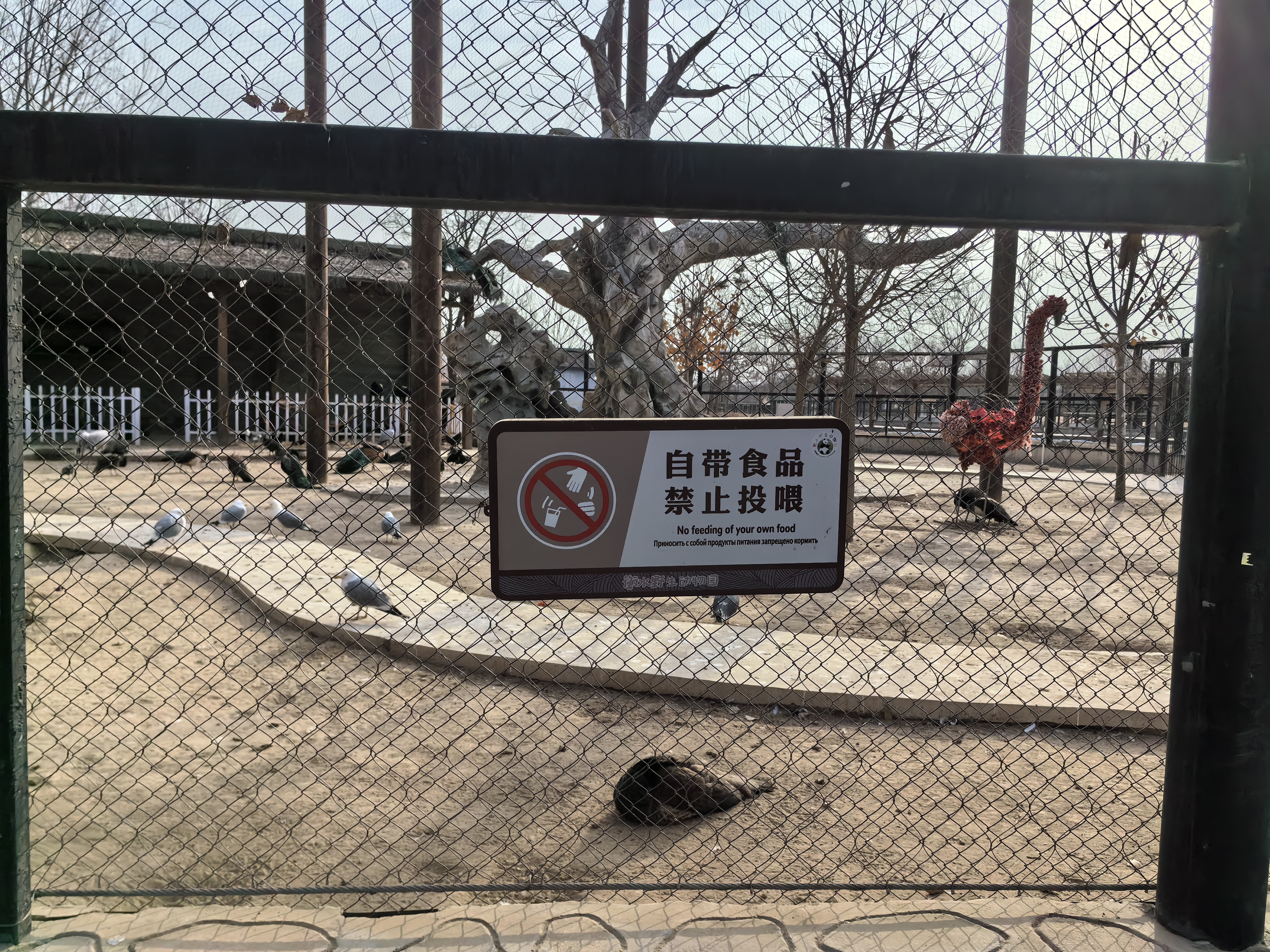 衡水野生动物园:共赴春日文明之约